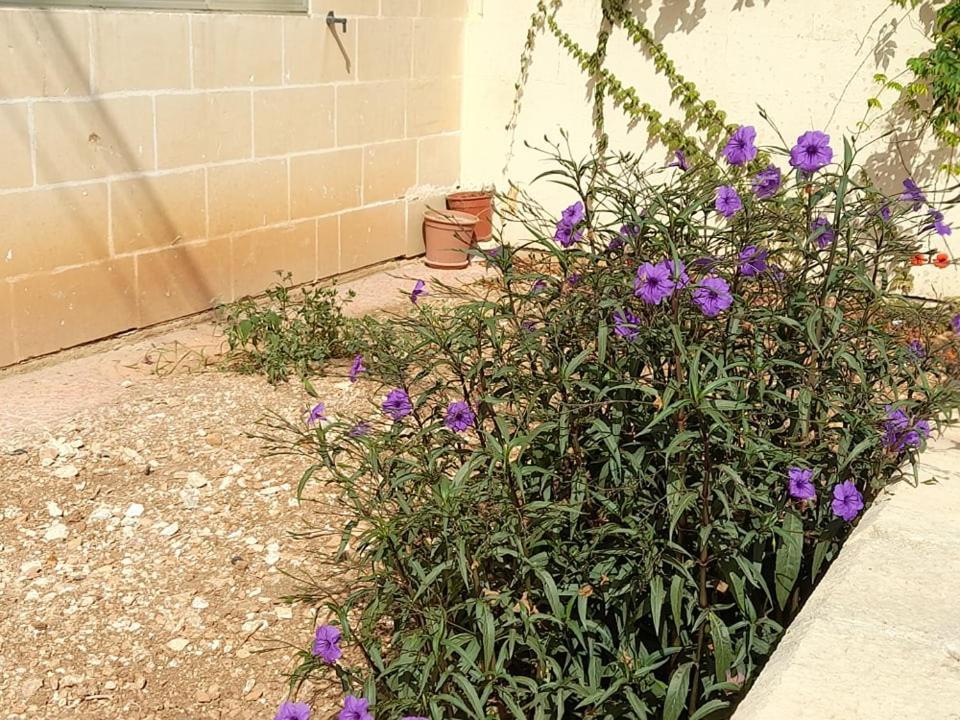 Dynesty B&B Birżebbuġa Exteriér fotografie